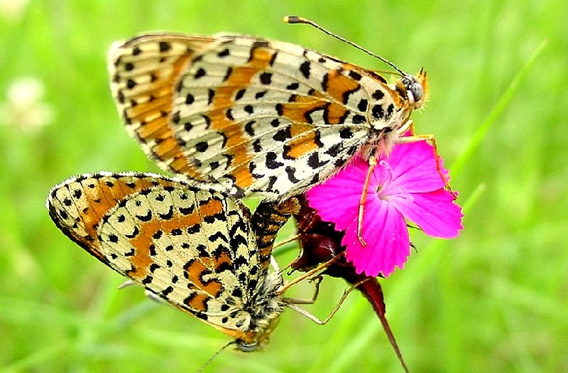 Gonepteryx rhamni, Melitaea didyma e Polyommatus cf. escheri